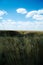 Steppe landscape. Lonely green plants on dry, hot sand