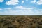 Steppe landscape. Lonely green plants on dry, hot sand