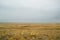 Steppe landscape. Lonely green plants on dry, hot sand