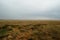 Steppe landscape. Lonely green plants on dry, hot sand