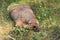 Steppe marmot