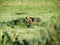 Steppe marmot feeds the babies