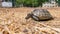 Steppe mediterranean turtle on dry grass