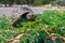 Steppe mediterranean turtle on green grass