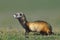 The steppe polecat or masked polecat in natural habitat Mustela