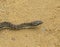 Steppe ratsnake Elaphe dione Dione snake closeup