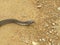 Steppe ratsnake Elaphe dione Dione snake closeup