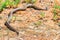 Steppe ratsnake or Elaphe dione on ground