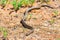 Steppe ratsnake or Elaphe dione on ground