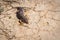 Steppe runner lizard or Eremias arguta close on dry ground