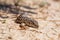 Steppe Runner Lizard or Eremias arguta on dry ground close