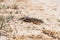 Steppe Runner Lizard or Eremias arguta on dry ground close