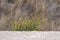 Steppe shrub with small yellow flowers on a background of rocky terrain