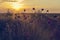 Steppe, sunset, silhouettes of flowers in the foreground