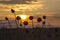 Steppe, sunset, silhouettes of flowers in the foreground