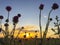 Steppe, sunset, silhouettes of flowers in the foreground