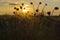 Steppe, sunset, silhouettes of flowers in the foreground