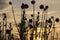 Steppe, sunset, silhouettes of flowers in the foreground