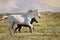 Steppe Tatar horses