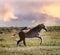 Steppe Tatar horses