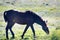 Steppe Tatar horses