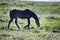 Steppe Tatar horses