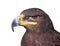 Steppe Tawny Eagle closeup