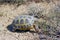 Steppe tortoise