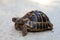 Steppe tortoise (Testudo (Agrionemys) horsfieldii) in its natural habitat crosses the road