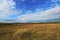 Steppe in Ukraine. Steppe plants. Stipa borysthenica. Festuca valesiaca.