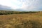 Steppe in Ukraine. Steppe plants. Stipa borysthenica. Festuca valesiaca.