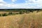 Steppe in Ukraine. Steppe plants. Stipa borysthenica. Festuca valesiaca.