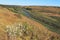 Steppe in Ukraine. Steppe plants. Stipa borysthenica. Festuca valesiaca.