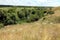 Steppe in Ukraine. Steppe plants. Stipa borysthenica. Festuca valesiaca.