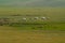 Steppe with yurts and horses