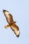 Steppebuizerd, Steppe Buzzard, Buteo buteo vulpinus