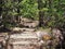 Stepped Path in Australian Native Forest