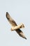 Steppekiekendief, Pallid Harrier, Circus macrourus