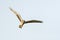 Steppekiekendief, Pallid Harrier, Circus macrourus