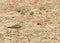 Steppeplevier, Oriental Plover, Charadrius veredus