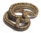 Steppes Ratsnakes (Elaphe dione)