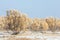 steppes winter. haloxylon