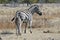Steppezebra, Plains zebra, Equus quagga