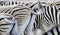 Steppezebra, Plains zebra, Equus quagga