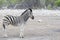 Steppezebra, Plains zebra, Equus quagga