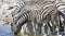 Steppezebra, Plains zebra, Equus quagga