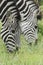 Steppezebra, Plains zebra, Equus quagga