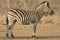 Steppezebra, Plains Zebra, Equus quagga