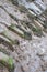 Stepping stones across coastal mud: covered with seaweed