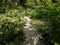 Stepping Stones across Pollen Covered Pond at Sarah P. Duke Gardens in Durham, North Carolina